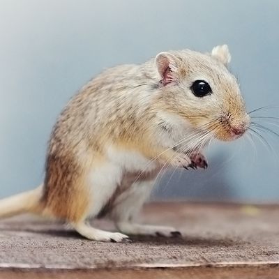Gerbil
